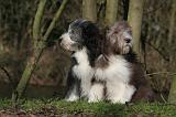 BEARDED COLLIE 316